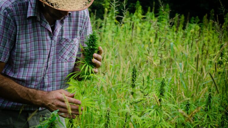 Justice Department Proposes Rescheduling Medical Marijuana in Landmark Policy Shift