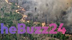 Global forest shortfall slows but El Niño fires could threaten progress