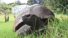 World's oldest known tortoise, Jonathan, dies aged 193