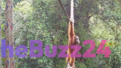 Watch: How one orangutan braved novel bridge to unite his split community