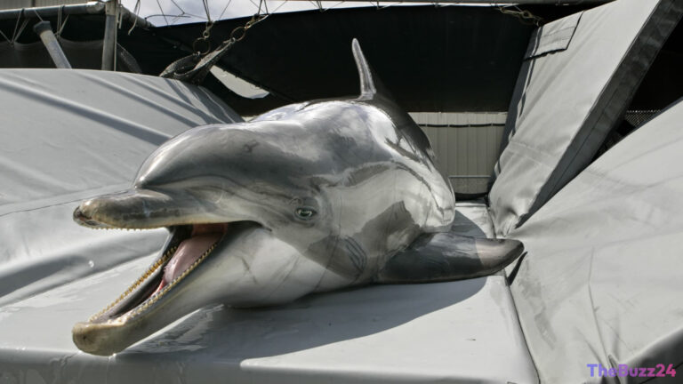 Debunking the ‘Kamikaze Dolphin’ Myth: A Look at Military Marine Mammal Programs