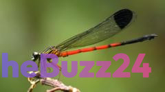 Dragonflies in distress: Scientists sound alarm in India's ecological hotspot