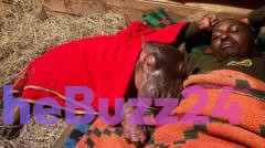 Orphaned Hippo Calf Finds New Hope at Kenyan Sanctuary