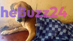 Authorities Dismantle Sophisticated Animal Charity Fraud Ring in Uganda