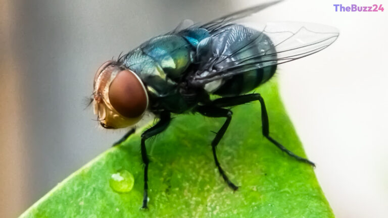 Flesh-Eating Screwworm Detected in Texas: Authorities Launch Eradication Effort