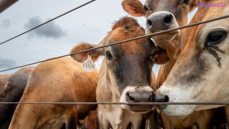Texas Grapples with Second Screwworm Case as Canada Restricts Livestock Imports