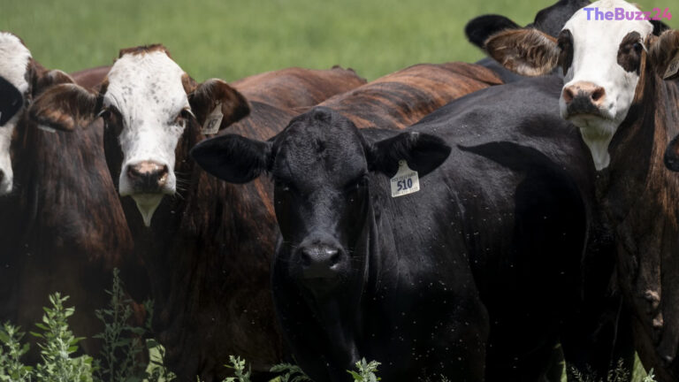 USDA Mobilizes Against New World Screwworm Outbreak in Texas