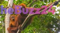 Catastrophic Rains Decimate World’s Rarest Orangutan Population in Sumatra