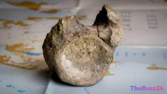 Lost in the Archives: 40-Year-Old Forgotten Fossil Identified as Antarctica’s First Dinosaur Bone
