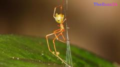 The Ballista Spider: Nature’s Master of High-Velocity Hunting