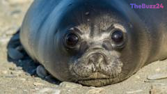 Devastating H5N1 Outbreak Decimates Seal Pup Population on Remote Australian Territory