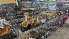 Authorities Dismantle Major Cat Trafficking Ring in Vietnam