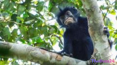 Hidden in the Canopy: Scientists Confirm New Primate Species in the Democratic Republic of Congo