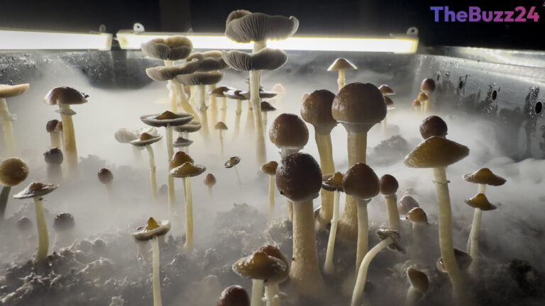 The Psychedelic Renaissance: Big Pharma Bets Billions on Mental Health Breakthroughs