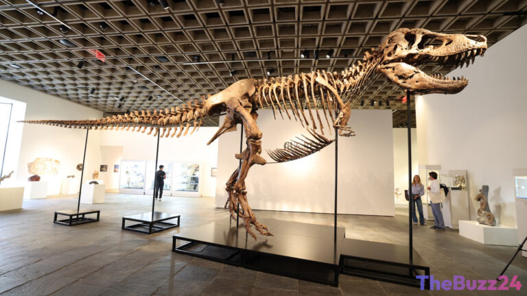 Record-Breaking T. Rex Fossil ‘Gus’ Fetches Historic $50.1 Million at Auction