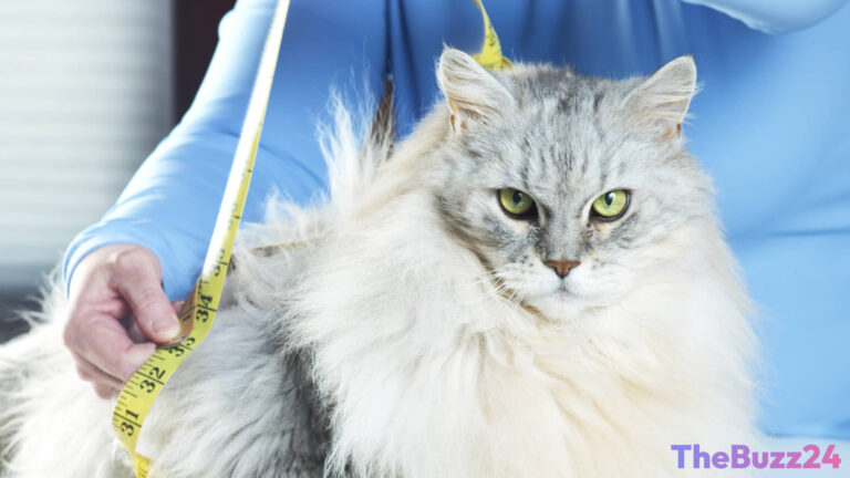 Revolutionizing Pet Care: GLP-1 Weight-Loss Drugs Enter Veterinary Trials for Overweight Cats