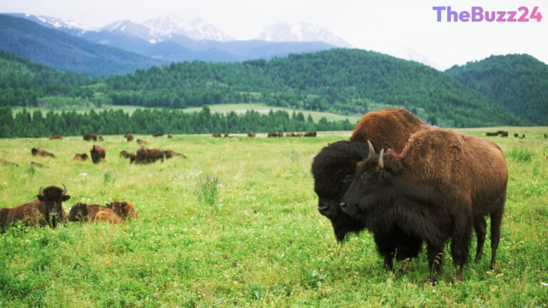 Navigating Conservation Easements: How Landowners Can Still Leverage Land Preservation Tax Breaks Legally