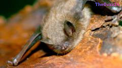 Tragic Rabies Death of Ontario Child Highlights Critical Need for Bat Exposure Awareness