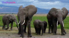 Pesticide Poisoning Suspected in Tragic Deaths of 15 Elephants Near Amboseli National Park