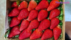 India’s Strawberry Revolution: How Tech, Nuclear Science, and Hydroponics are Transforming Berry Farming