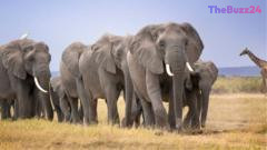Urgent Investigation Underway After 14 Elephants Die Mysteriously Near Kenya’s Amboseli National Park