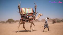 Beyond Resilience: Africa’s Camels Struggle as Extreme Heatwaves Intensify