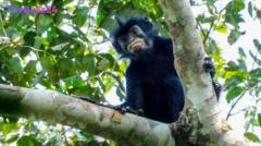 Striking New Monkey Species with Orange Lips Discovered in DR Congo’s Dense Forests