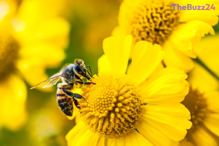 Jack Dorsey’s Block Unveils ‘Buzz’: A Decentralized Chat Platform for Humans and AI