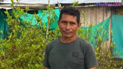 The Cycle of Despair: Why Colombia’s Coca Substitution Programs Are Failing Farmers