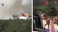 Galloping to Safety: Horses Rescued as Raging Wildfire Threatens Paris Riding Center