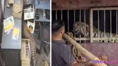 Leopard Terrorizes Liquor Store in Rajasthan: Employees Narrowly Escape Attack