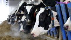 Canada’s Protected Dairy Sector Becomes Focal Point in High-Stakes US Trade Dispute