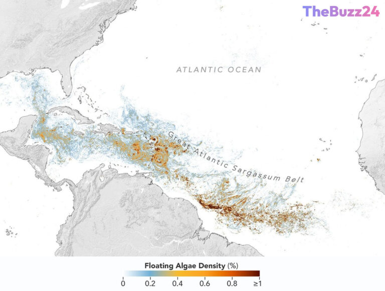 Great Atlantic Sargassum Belt Reaches Second-Highest Level on Record in 2026