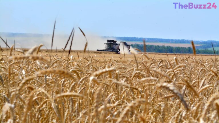 Global Grain Markets Surge to Multi-Year Highs Amid Supply Fears