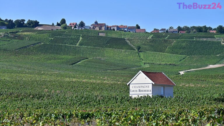 Climate Shift Forces Historic Early Champagne Harvest, Threatening Iconic Flavor Profile