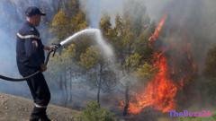 Devastating Wildfires Sweep Northern Algeria, Leaving At Least 12 Dead Amid Intense Heatwave