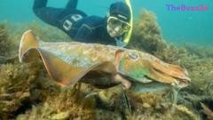 Australia’s Iconic Cuttlefish Mating Event Sees Catastrophic 97% Decline, Raising Alarm for Species Survival