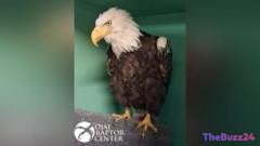 Tragedy in Big Bear: Famous Bald Eagle Jackie Dies Following Veterinary Battle