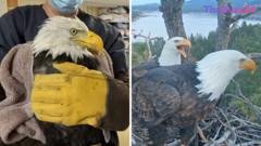 Famed Bald Eagle Jackie Faces Critical Health Battle Amid Worldwide Concern