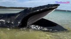 Stranded Whale Successfully Returns to Sea After Beaching in Queensland