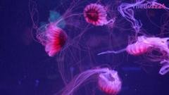 Florida Opens Nation’s First Dedicated Jellyfish Museum Featuring Rare Marine Species
