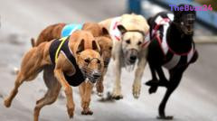 Trans-Tasman Trek: New Zealand Greyhounds Head to Australia as Domestic Racing Ban Takes Effect