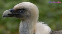 The Vulture King: How One Nigerian Community Is Saving Nature’s Most Misunderstood Cleanup Crew