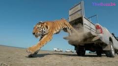 Historic Milestone: Amur Tiger Returns to Kazakhstan After Century-Long Absence