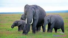 Tragic Elephant Deaths Near Amboseli Spark Intense Debate Over Pesticides and Habitat Loss