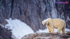 Heavy Fine Issued in Norway After Vessel Uses Foghorn to Startle Sleeping Polar Bear