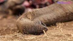 Cyanide Suspected in Mass Elephant Deaths, Four Arrested in Kenya Investigation