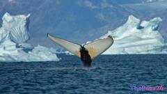 Warming Arctic Waters Spark Unprecedented Whale Invasion Off East Greenland Coast