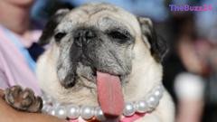 Celebrating Unconventional Charm: The Crown is Awarded at the Annual World’s Ugliest Dog Contest