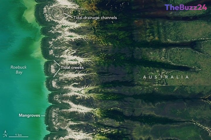 The Tidal Marvel of Roebuck Bay: A Coastal Ecosystem in Flux